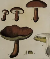 Picture 140 of 177 from [Herbier de la France, ou collection complette des plantes indigènes de ce royaume] / [Pierre Bulliard]. (1780), leaf 273