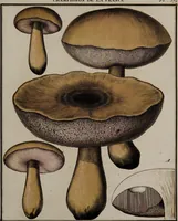 Picture 141 of 177 from [Herbier de la France, ou collection complette des plantes indigènes de ce royaume] / [Pierre Bulliard]. (1780), leaf 275