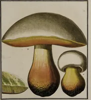 Picture 142 of 177 from [Herbier de la France, ou collection complette des plantes indigènes de ce royaume] / [Pierre Bulliard]. (1780), leaf 277