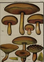 Picture 143 of 177 from [Herbier de la France, ou collection complette des plantes indigènes de ce royaume] / [Pierre Bulliard]. (1780), leaf 279