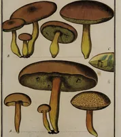 Picture 144 of 177 from [Herbier de la France, ou collection complette des plantes indigènes de ce royaume] / [Pierre Bulliard]. (1780), leaf 281