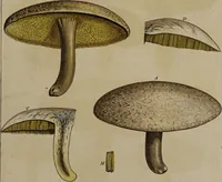 Picture 145 of 177 from [Herbier de la France, ou collection complette des plantes indigènes de ce royaume] / [Pierre Bulliard]. (1780), leaf 283