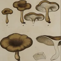 Picture 147 of 177 from [Herbier de la France, ou collection complette des plantes indigènes de ce royaume] / [Pierre Bulliard]. (1780), leaf 287
