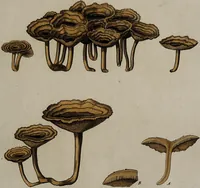 Picture 148 of 177 from [Herbier de la France, ou collection complette des plantes indigènes de ce royaume] / [Pierre Bulliard]. (1780), leaf 289
