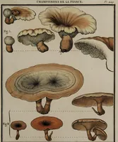 Picture 149 of 177 from [Herbier de la France, ou collection complette des plantes indigènes de ce royaume] / [Pierre Bulliard]. (1780), leaf 291