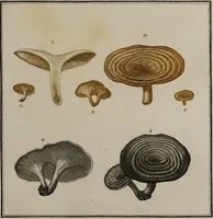Picture 150 of 177 from [Herbier de la France, ou collection complette des plantes indigènes de ce royaume] / [Pierre Bulliard]. (1780), leaf 293