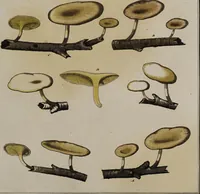 Picture 151 of 177 from [Herbier de la France, ou collection complette des plantes indigènes de ce royaume] / [Pierre Bulliard]. (1780), leaf 295