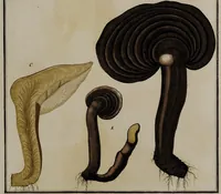 Picture 153 of 177 from [Herbier de la France, ou collection complette des plantes indigènes de ce royaume] / [Pierre Bulliard]. (1780), leaf 299