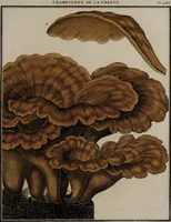 Picture 154 of 177 from [Herbier de la France, ou collection complette des plantes indigènes de ce royaume] / [Pierre Bulliard]. (1780), leaf 301