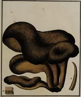 Picture 155 of 177 from [Herbier de la France, ou collection complette des plantes indigènes de ce royaume] / [Pierre Bulliard]. (1780), leaf 303