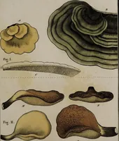 Picture 157 of 177 from [Herbier de la France, ou collection complette des plantes indigènes de ce royaume] / [Pierre Bulliard]. (1780), leaf 307