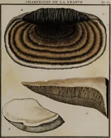 Picture 159 of 177 from [Herbier de la France, ou collection complette des plantes indigènes de ce royaume] / [Pierre Bulliard]. (1780), leaf 311