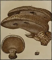 An illustration from [Herbier de la France, ou collection complette des plantes indigènes de ce royaume] / [Pierre Bulliard]. (1780)