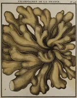 Picture 163 of 177 from [Herbier de la France, ou collection complette des plantes indigènes de ce royaume] / [Pierre Bulliard]. (1780), leaf 321