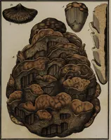 Picture 164 of 177 from [Herbier de la France, ou collection complette des plantes indigènes de ce royaume] / [Pierre Bulliard]. (1780), leaf 325