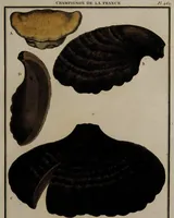 Picture 165 of 177 from [Herbier de la France, ou collection complette des plantes indigènes de ce royaume] / [Pierre Bulliard]. (1780), leaf 327