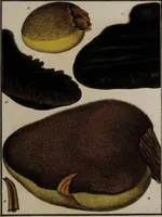 Picture 166 of 177 from [Herbier de la France, ou collection complette des plantes indigènes de ce royaume] / [Pierre Bulliard]. (1780), leaf 329