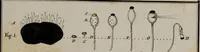 An illustration from [Herbier de la France, ou collection complette des plantes indigènes de ce royaume] / [Pierre Bulliard]. (1780)