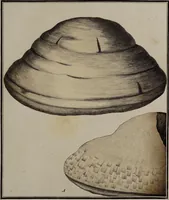 Picture 168 of 177 from [Herbier de la France, ou collection complette des plantes indigènes de ce royaume] / [Pierre Bulliard]. (1780), leaf 333