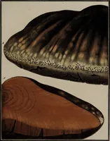 Picture 169 of 177 from [Herbier de la France, ou collection complette des plantes indigènes de ce royaume] / [Pierre Bulliard]. (1780), leaf 337