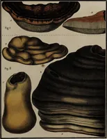 Picture 170 of 177 from [Herbier de la France, ou collection complette des plantes indigènes de ce royaume] / [Pierre Bulliard]. (1780), leaf 339