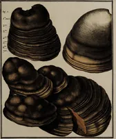 Picture 171 of 177 from [Herbier de la France, ou collection complette des plantes indigènes de ce royaume] / [Pierre Bulliard]. (1780), leaf 341
