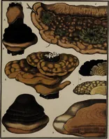 Picture 172 of 177 from [Herbier de la France, ou collection complette des plantes indigènes de ce royaume] / [Pierre Bulliard]. (1780), leaf 343
