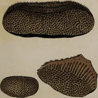Picture 174 of 177 from [Herbier de la France, ou collection complette des plantes indigènes de ce royaume] / [Pierre Bulliard]. (1780), leaf 347