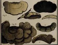 Picture 176 of 177 from [Herbier de la France, ou collection complette des plantes indigènes de ce royaume] / [Pierre Bulliard]. (1780), leaf 349