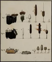 Picture 15 of 177 from [Herbier de la France, ou collection complette des plantes indigènes de ce royaume] / [Pierre Bulliard]. (1780), leaf 35