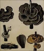 Picture 177 of 177 from [Herbier de la France, ou collection complette des plantes indigènes de ce royaume] / [Pierre Bulliard]. (1780), leaf 353