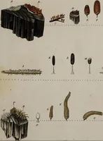 Picture 16 of 177 from [Herbier de la France, ou collection complette des plantes indigènes de ce royaume] / [Pierre Bulliard]. (1780), leaf 37