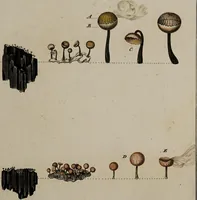 Picture 17 of 177 from [Herbier de la France, ou collection complette des plantes indigènes de ce royaume] / [Pierre Bulliard]. (1780), leaf 39