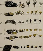 An illustration from [Herbier de la France, ou collection complette des plantes indigènes de ce royaume] / [Pierre Bulliard]. (1780)