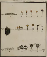 Picture 19 of 177 from [Herbier de la France, ou collection complette des plantes indigènes de ce royaume] / [Pierre Bulliard]. (1780), leaf 45