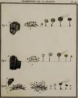 Picture 20 of 177 from [Herbier de la France, ou collection complette des plantes indigènes de ce royaume] / [Pierre Bulliard]. (1780), leaf 47