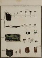 Picture 21 of 177 from [Herbier de la France, ou collection complette des plantes indigènes de ce royaume] / [Pierre Bulliard]. (1780), leaf 49