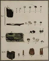 Picture 22 of 177 from [Herbier de la France, ou collection complette des plantes indigènes de ce royaume] / [Pierre Bulliard]. (1780), leaf 49