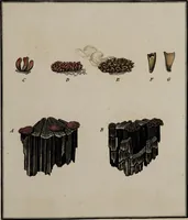 Picture 24 of 177 from [Herbier de la France, ou collection complette des plantes indigènes de ce royaume] / [Pierre Bulliard]. (1780), leaf 51