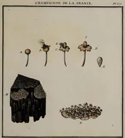 Picture 25 of 177 from [Herbier de la France, ou collection complette des plantes indigènes de ce royaume] / [Pierre Bulliard]. (1780), leaf 53