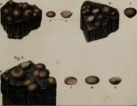 Picture 26 of 177 from [Herbier de la France, ou collection complette des plantes indigènes de ce royaume] / [Pierre Bulliard]. (1780), leaf 55