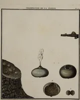 Picture 28 of 177 from [Herbier de la France, ou collection complette des plantes indigènes de ce royaume] / [Pierre Bulliard]. (1780), leaf 57