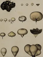 Picture 29 of 177 from [Herbier de la France, ou collection complette des plantes indigènes de ce royaume] / [Pierre Bulliard]. (1780), leaf 59