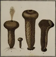 Picture 32 of 177 from [Herbier de la France, ou collection complette des plantes indigènes de ce royaume] / [Pierre Bulliard]. (1780), leaf 67
