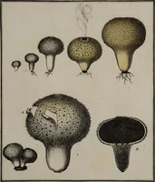 Picture 33 of 177 from [Herbier de la France, ou collection complette des plantes indigènes de ce royaume] / [Pierre Bulliard]. (1780), leaf 69