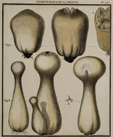 Picture 34 of 177 from [Herbier de la France, ou collection complette des plantes indigènes de ce royaume] / [Pierre Bulliard]. (1780), leaf 71