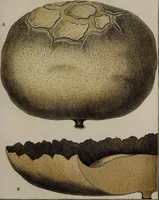 Picture 35 of 177 from [Herbier de la France, ou collection complette des plantes indigènes de ce royaume] / [Pierre Bulliard]. (1780), leaf 73