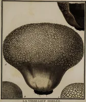 Picture 36 of 177 from [Herbier de la France, ou collection complette des plantes indigènes de ce royaume] / [Pierre Bulliard]. (1780), leaf 75