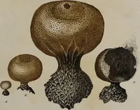 An illustration from [Herbier de la France, ou collection complette des plantes indigènes de ce royaume] / [Pierre Bulliard]. (1780)