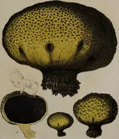 An illustration from [Herbier de la France, ou collection complette des plantes indigènes de ce royaume] / [Pierre Bulliard]. (1780)